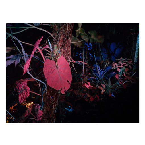 After Nature | Ulrike Crespo Prize | Isadora Romero - Image 2